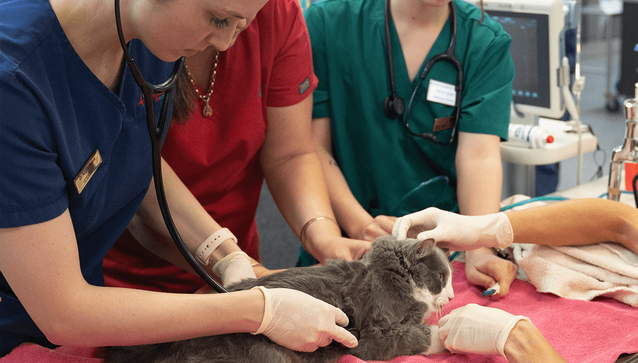veterinary emergency triage cat examination
