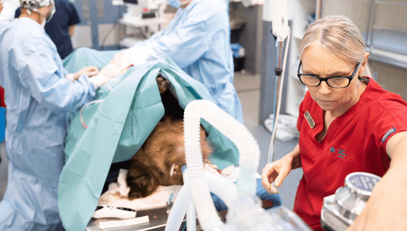 veterinary emergency triage vet team performing anaesthetic procedure