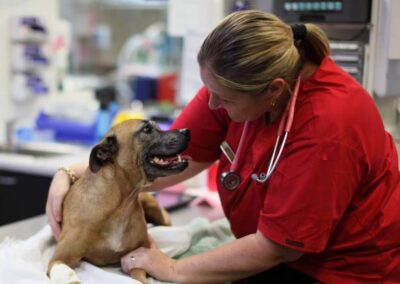 vulnerability in the veterinary professional vet nurse with dog