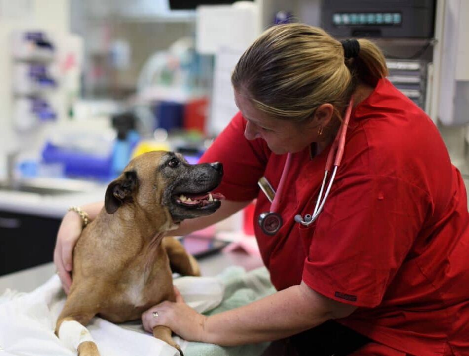 vulnerability in the veterinary professional vet nurse with dog