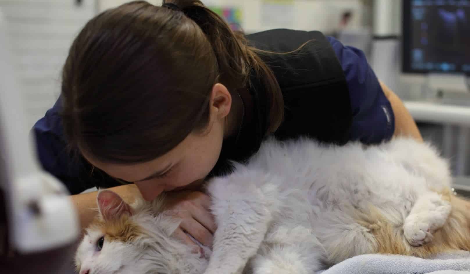 vulnerability in the veterinary profession vet holding cat
