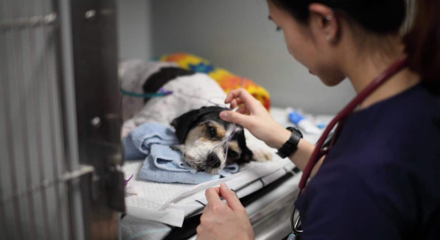 veterinary emergency work life saving impact vet with collapsed dog