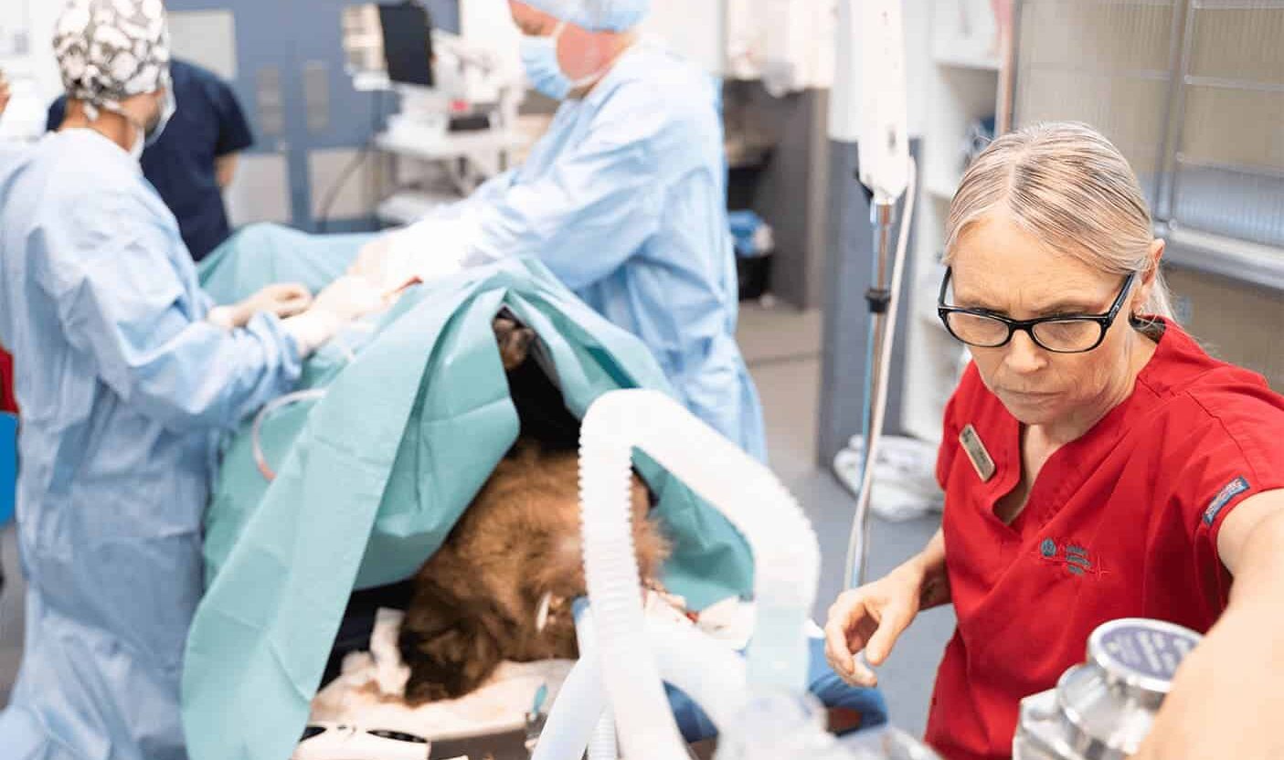 veterinary emergency work vets and nurse surgical procedure