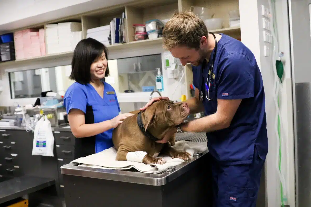 international veterinary work vet and nurse with dog