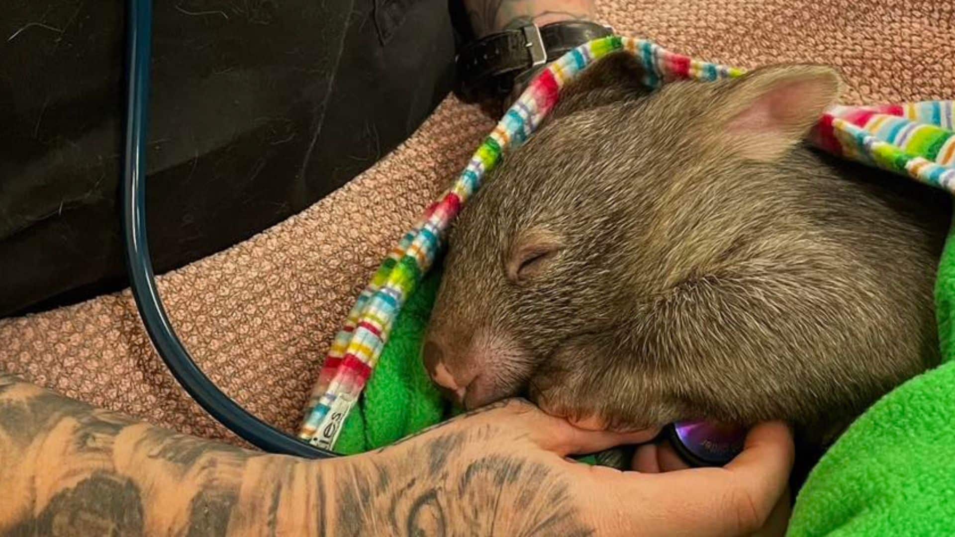 treating wildlife in australian veterinary emergency wombat with vet nurse