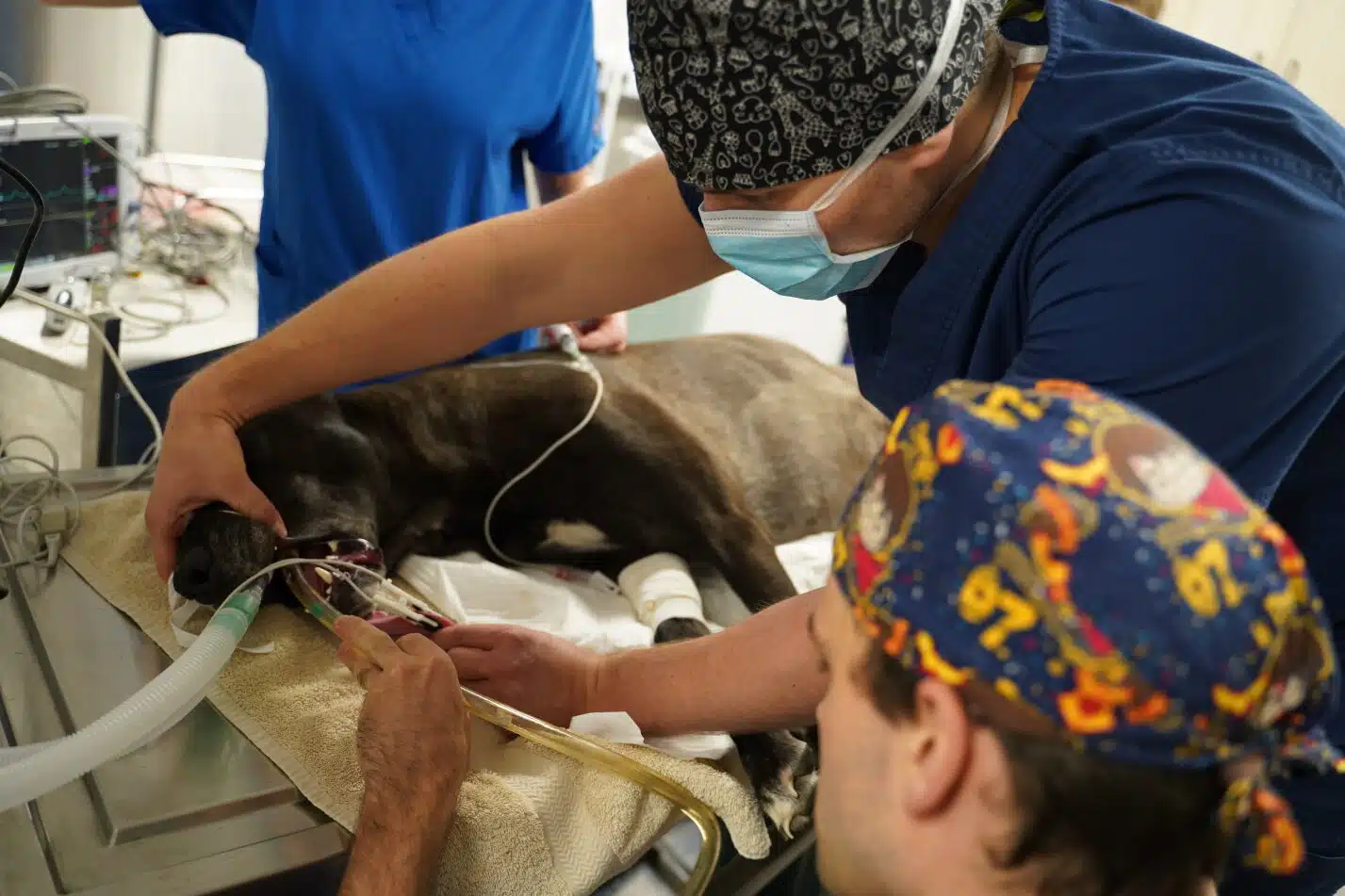 vets performing suction lavage on dog