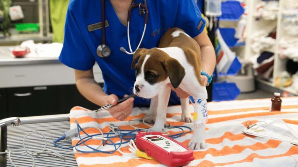 Chocolate Toxicity in Dogs Clinical Protocol Animal Emergency Australia