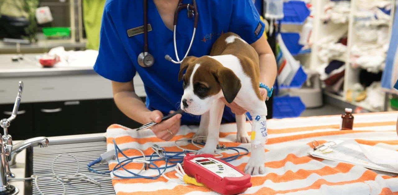 vet nurse with puppy after chocolate toxicity
