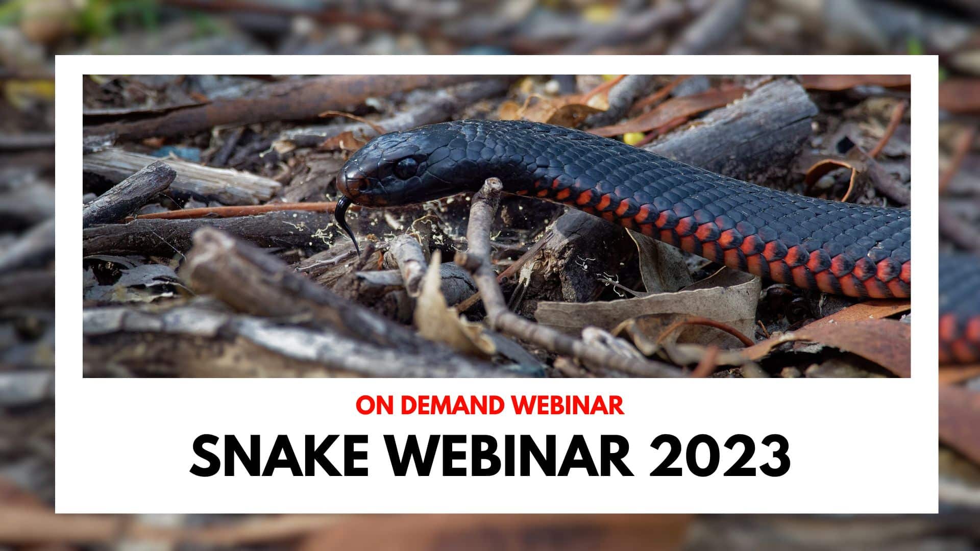 Snake Webinar animal emergency australia