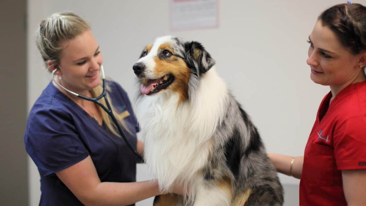 veterinary relief locum work vet with dog and nurse