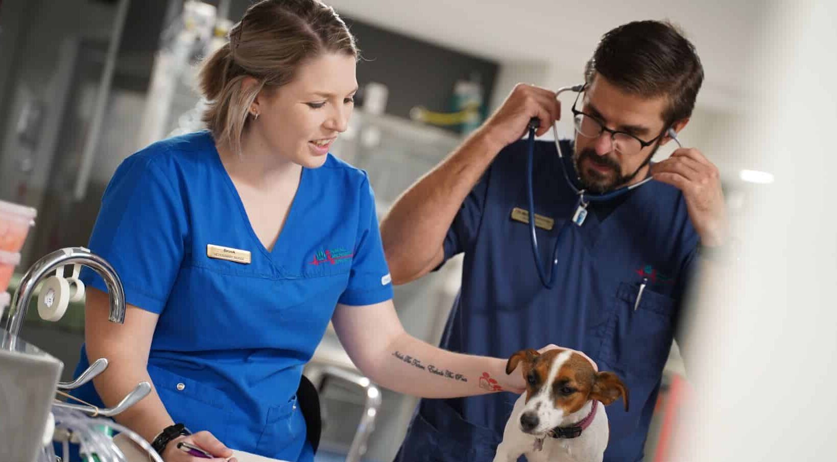 vet and nurse with dog