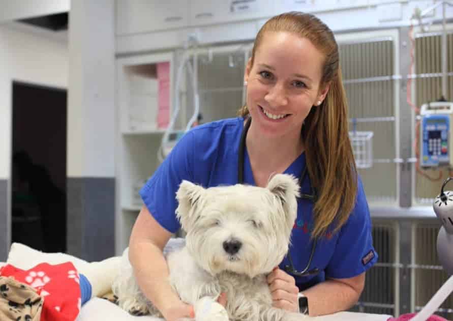guide to your first vet job
