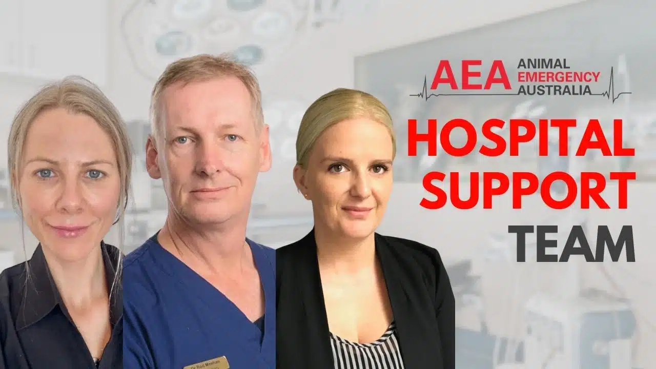 hospital support team at animal emergency australia