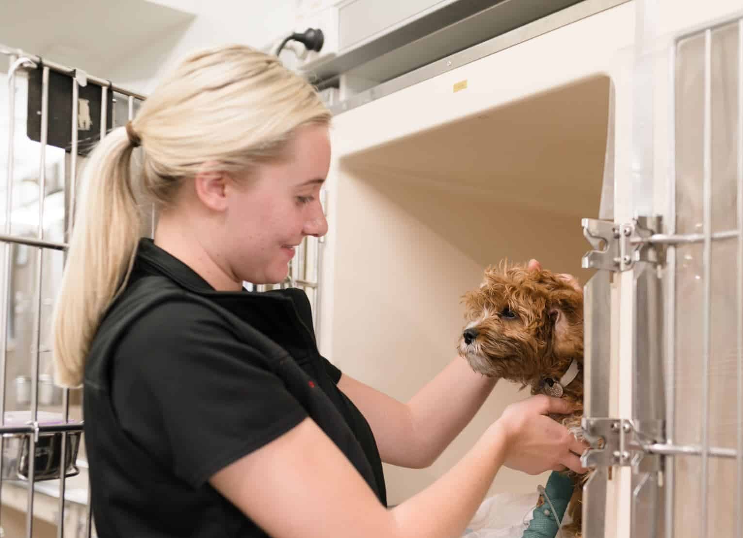 veterinary goals nurse with patient