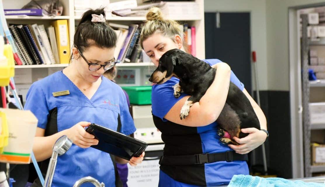 hospital support team veterinary nurse with tablet and patient