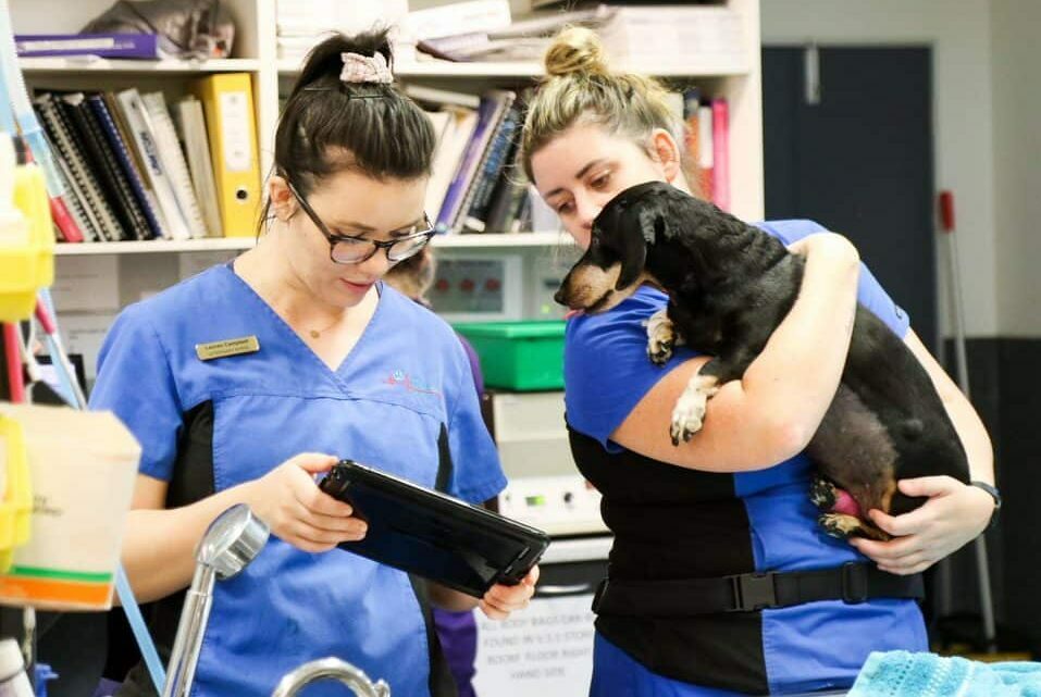 hospital support team veterinary nurse with tablet and patient