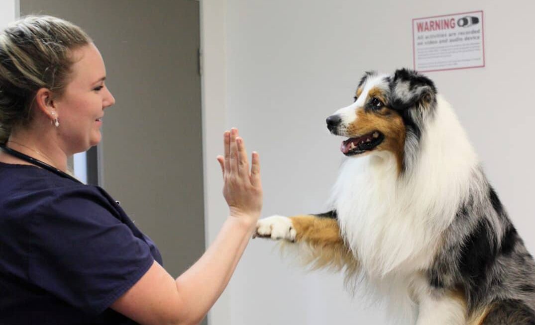 dog giving vet high five