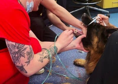 Canberra Veterinary Emergency Service surgery