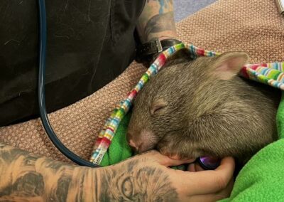 Canberra Veterinary Emergency Service wombat