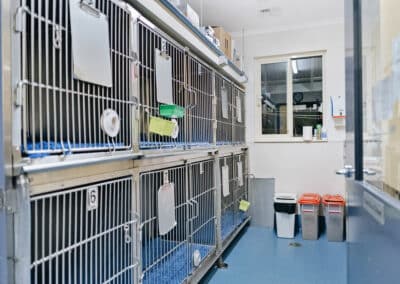Canberra Veterinary Emergency Service dog area