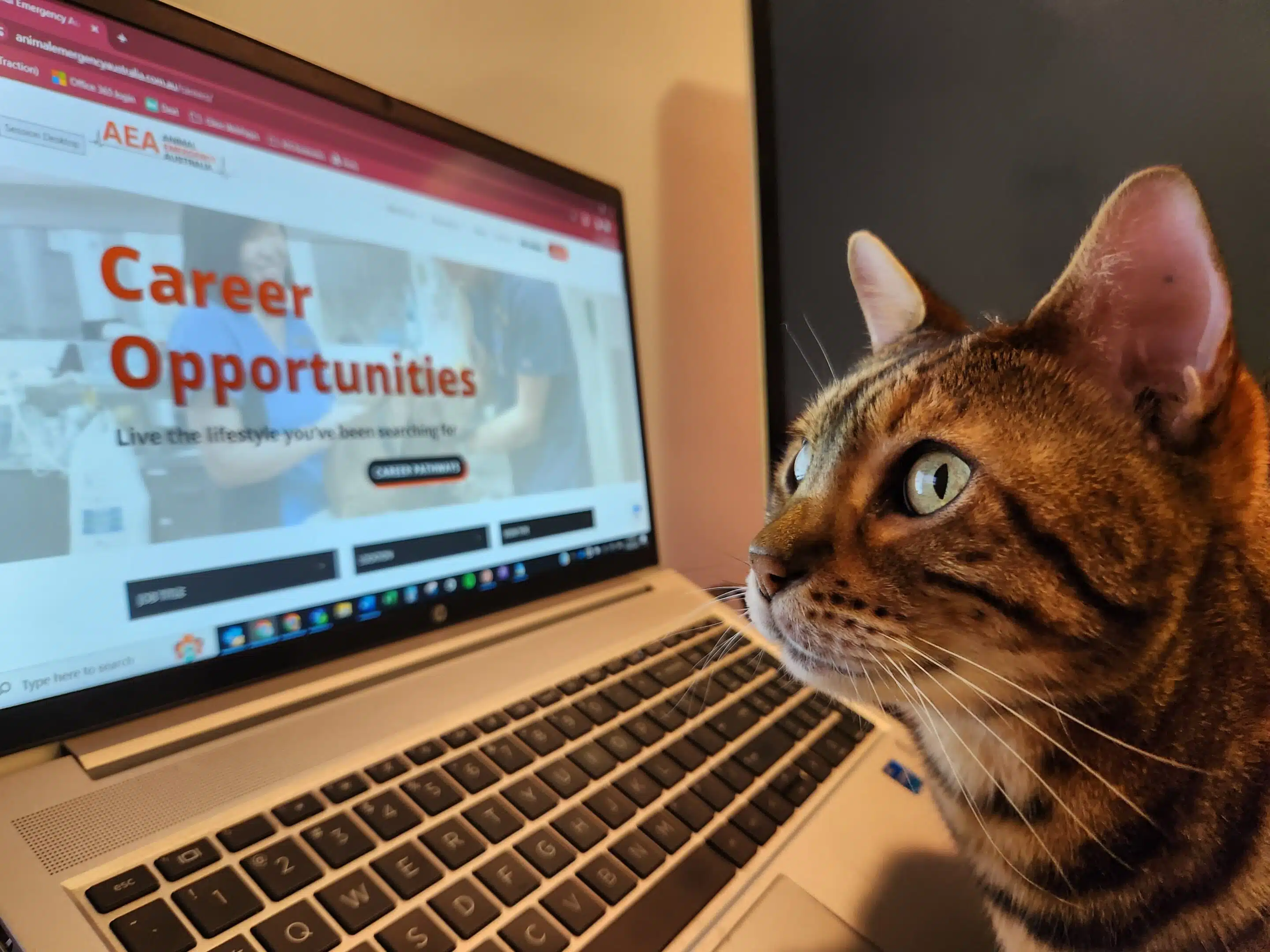 cat looking at laptop careers page