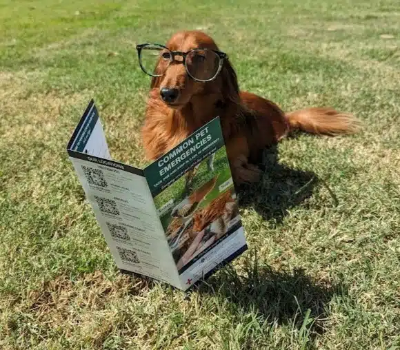 dog reading emergency brochure