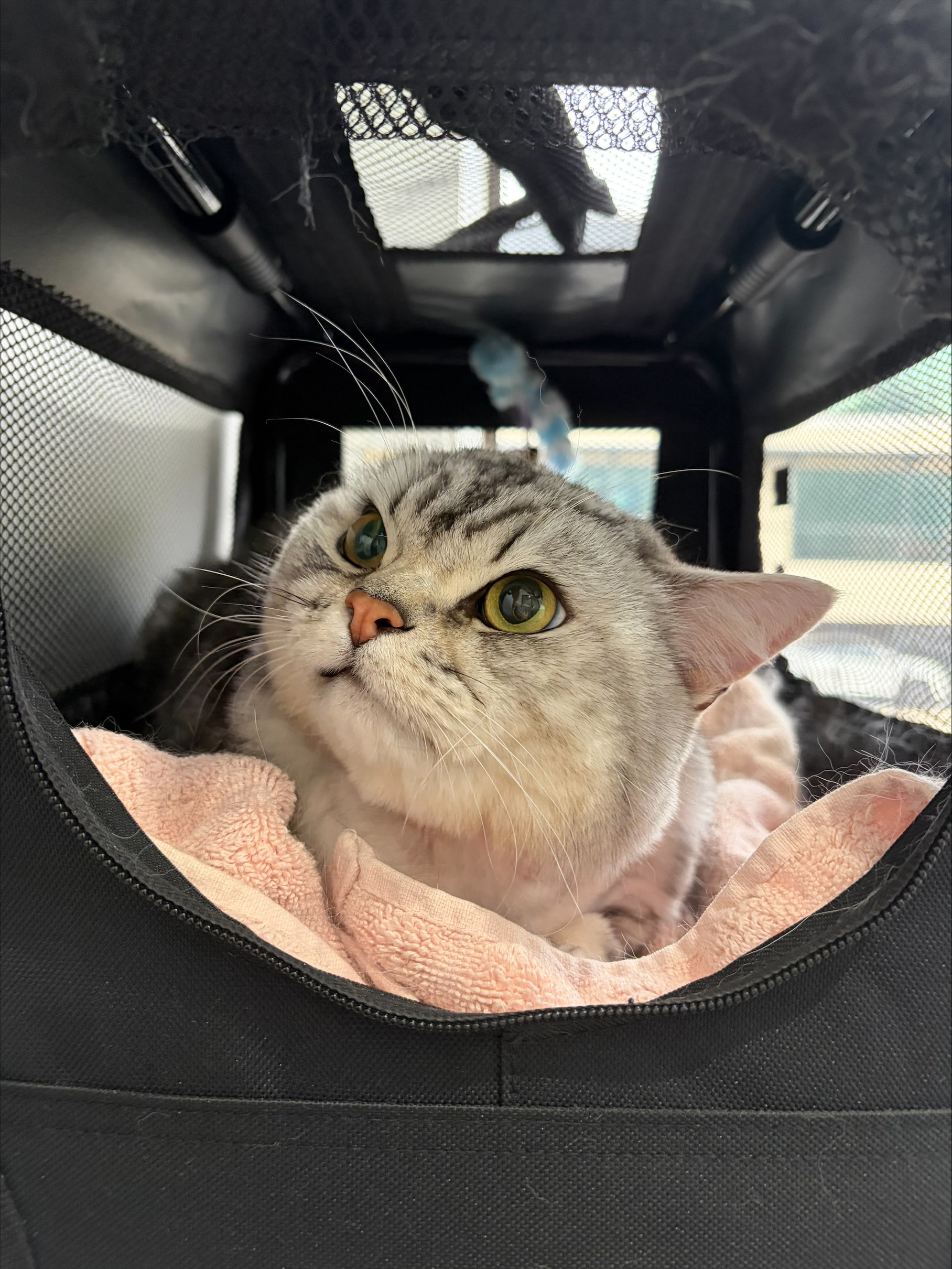 Bertie’s Journey from Respiratory Distress to Recovery